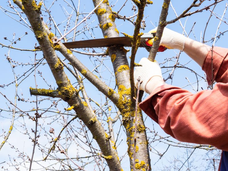 Cost of Limbs Removal in Morgan Hill, CA