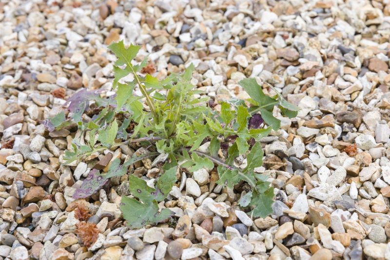Rock Bed Weeding