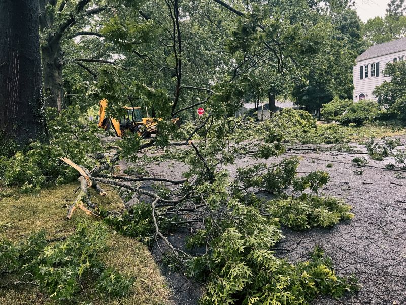 Cost of Tree Debris Removal in Morgan Hill, CA