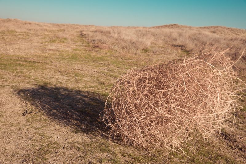 Tumbleweed Removal