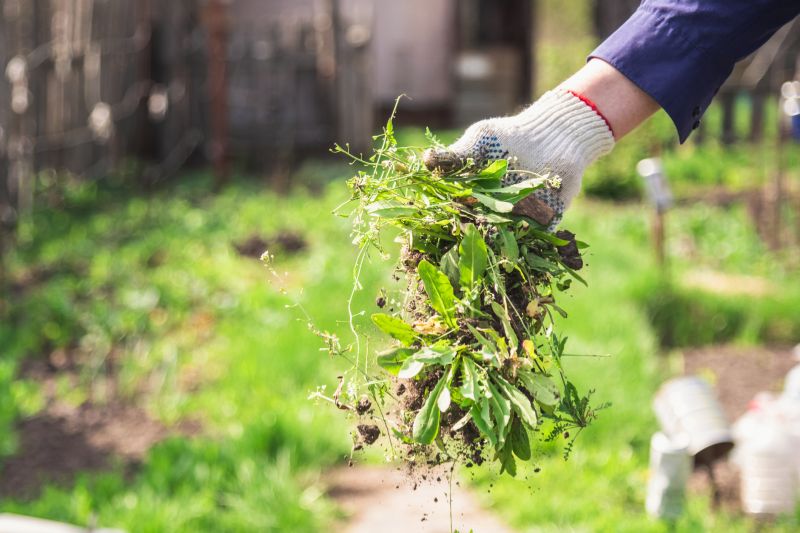 Cost of Weeding Service in Morgan Hill, CA
