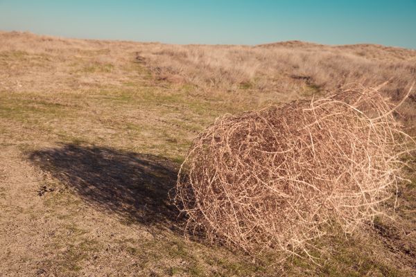 Tumbleweed Removal in Morgan Hill