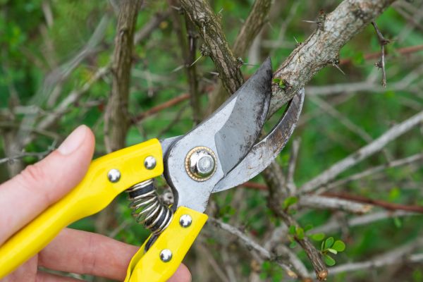 Limbs Removal in Morgan Hill