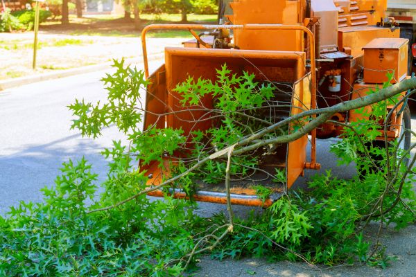 Tree Branches Removal in Morgan Hill