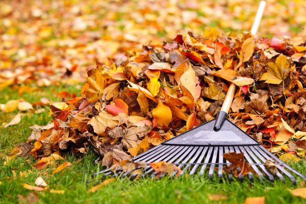 Yard Leaf Removal in Morgan Hill