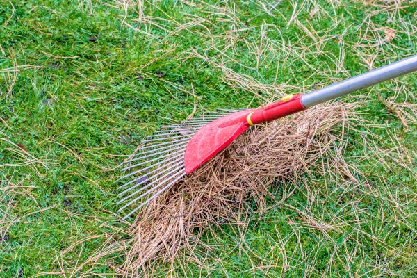 Yard Raking in Morgan Hill