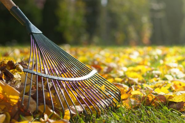 Leaf Removal in Morgan Hill
