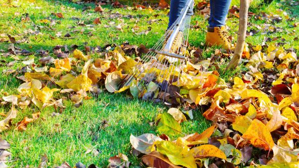Lawn Cleanup Service in Morgan Hill