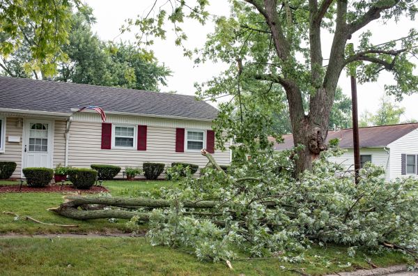 Fallen Branch Removal in Morgan Hill