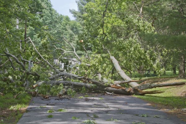 Tree Debris Removal in Morgan Hill