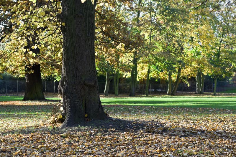 Autumn Leaf Removal