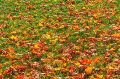 Autumn Leaf Removal