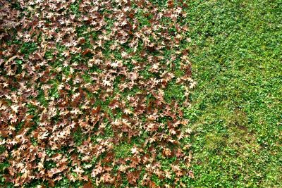 Leaf Removal in Progress