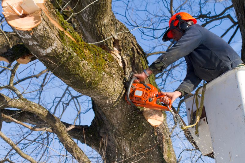 Fallen Branch Removal