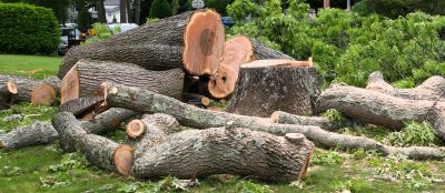 Commercial Leaf Removal detail
