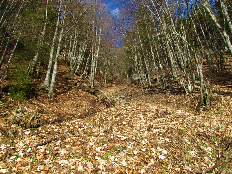 Leaf Removal detail