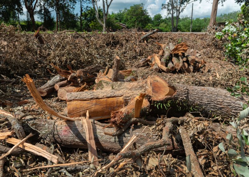 Tree Debris Removal detail