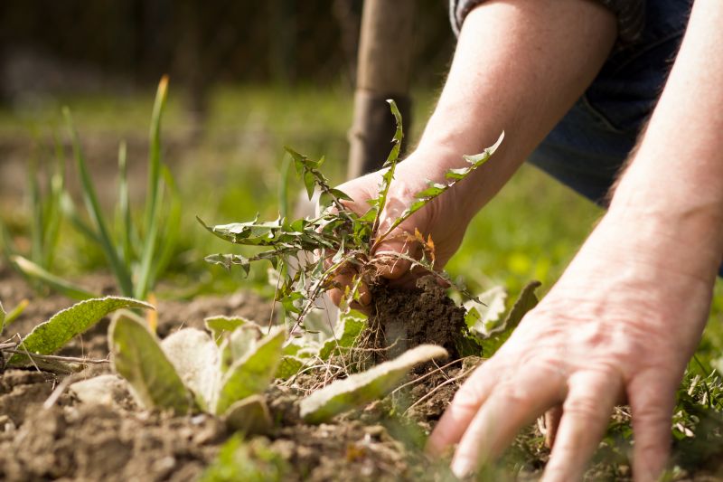 Weeding Service detail