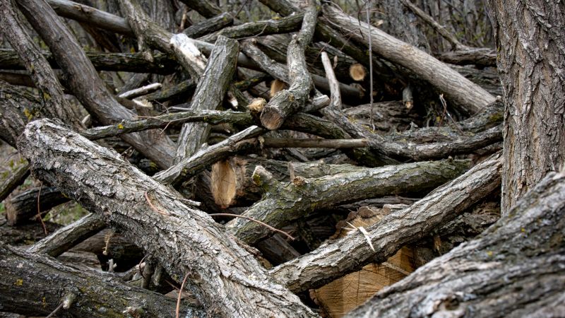 Wood Pile Removal detail