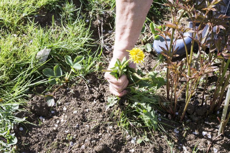 Garden Deweeding