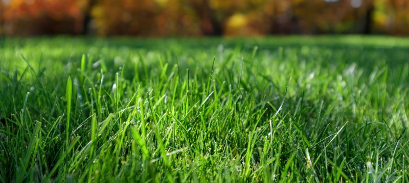 Seasonal Lawn Preparation