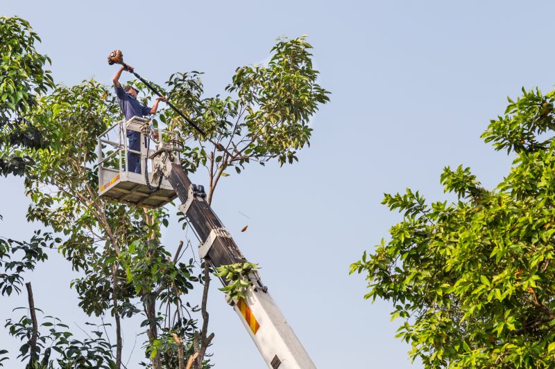 Leaf Clearing Service