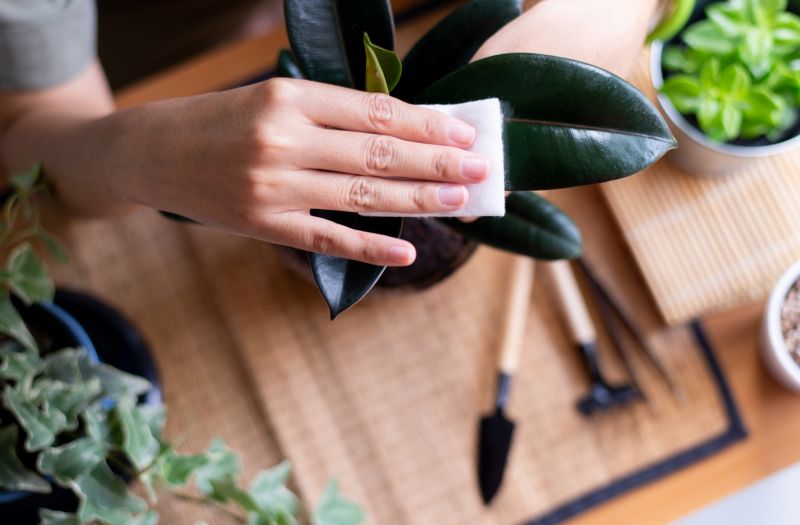 Leaf Maintenance