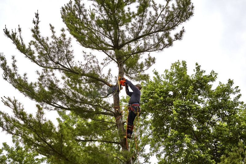 Pine Cone Removal