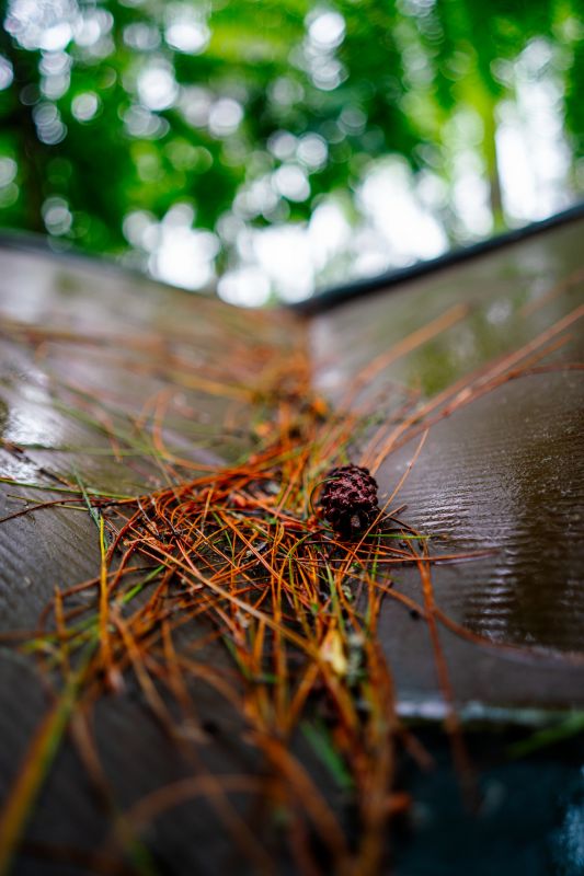 Pine Cone Removal