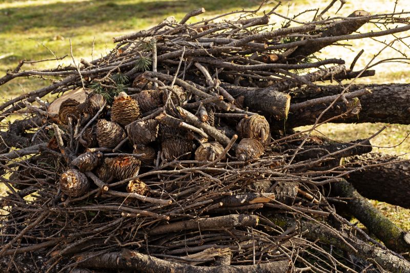 Pine Cone Removal