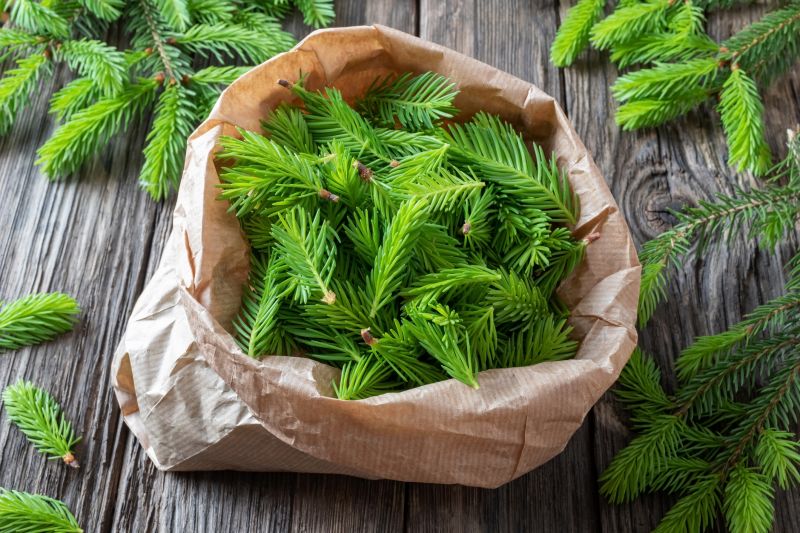 Pine Needle Raking