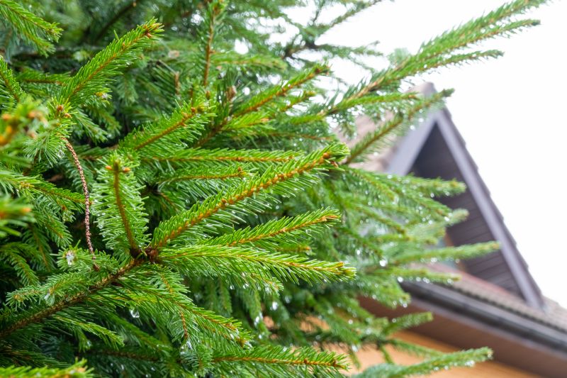 Pine Needles Removal