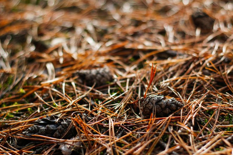 Pine Needles Removal