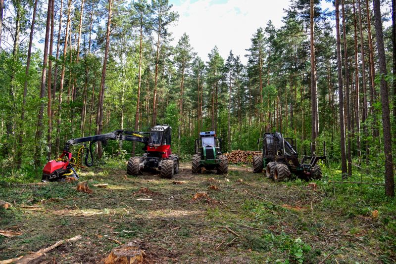 Pine Needles Removal