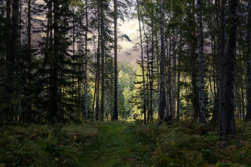 Pine Straw Clearing