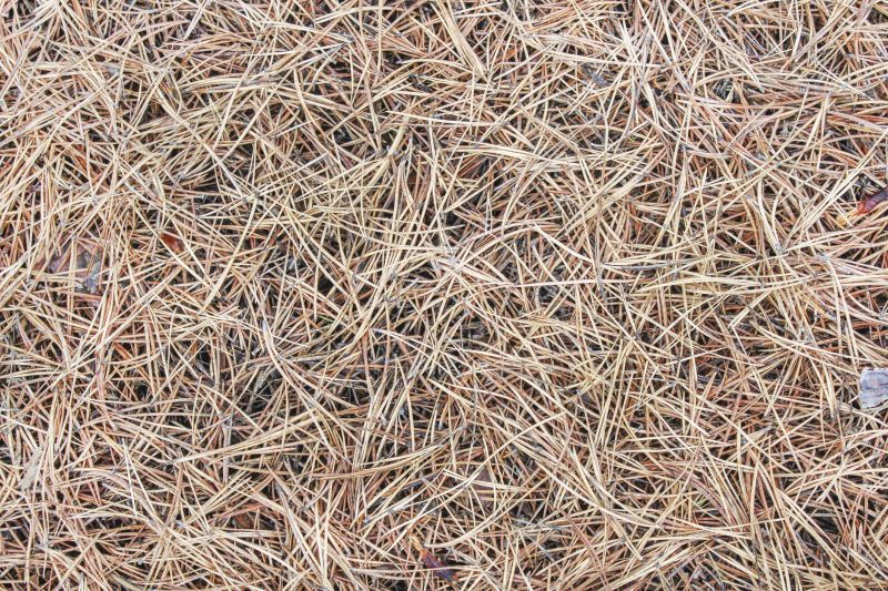 Pine Straw Clearing