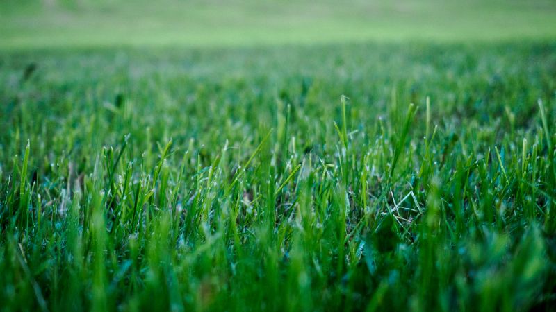 Products For Lawn Clean Up Service in use