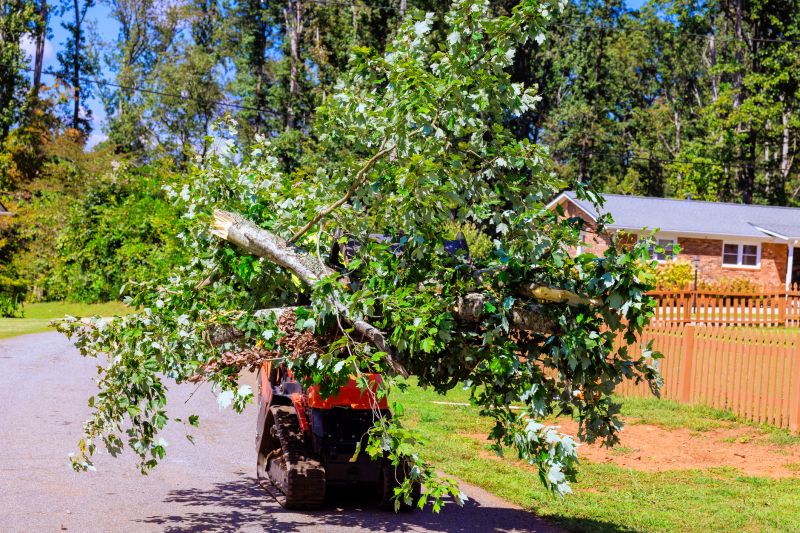 Tree Branch Disposal
