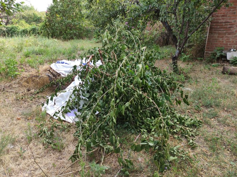 Tree Debris Removal