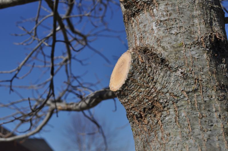 Tree Limb Cleanup