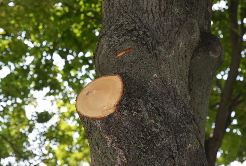 Tree Limb Cleanup